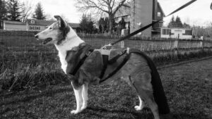 Happy Tail Protector for Dogs