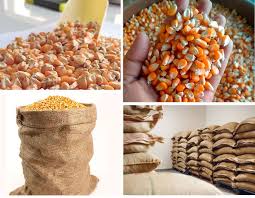 Yellow maize suppliers India