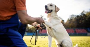 Dog Training Courses