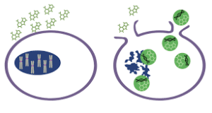cell toxicity assay